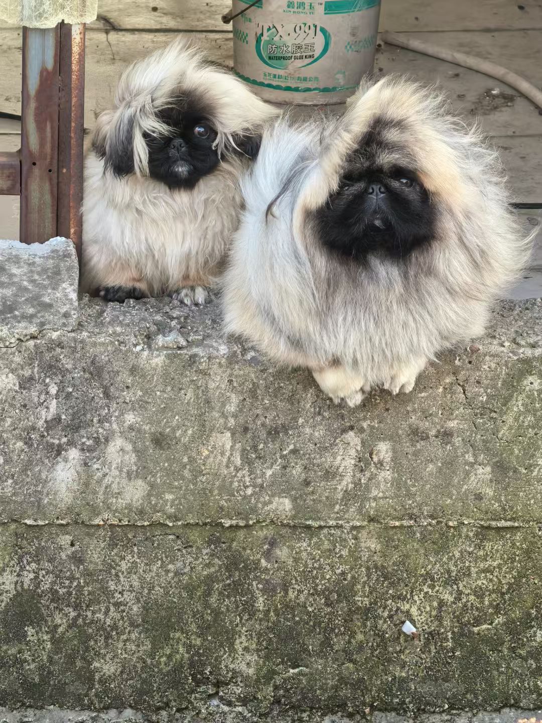 纯种北京犬不是京巴